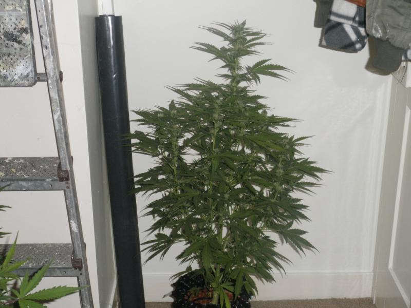 Big d 5 weeks