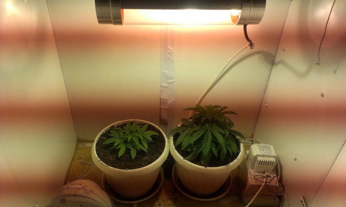 Big devil2 vs big devil xl 3