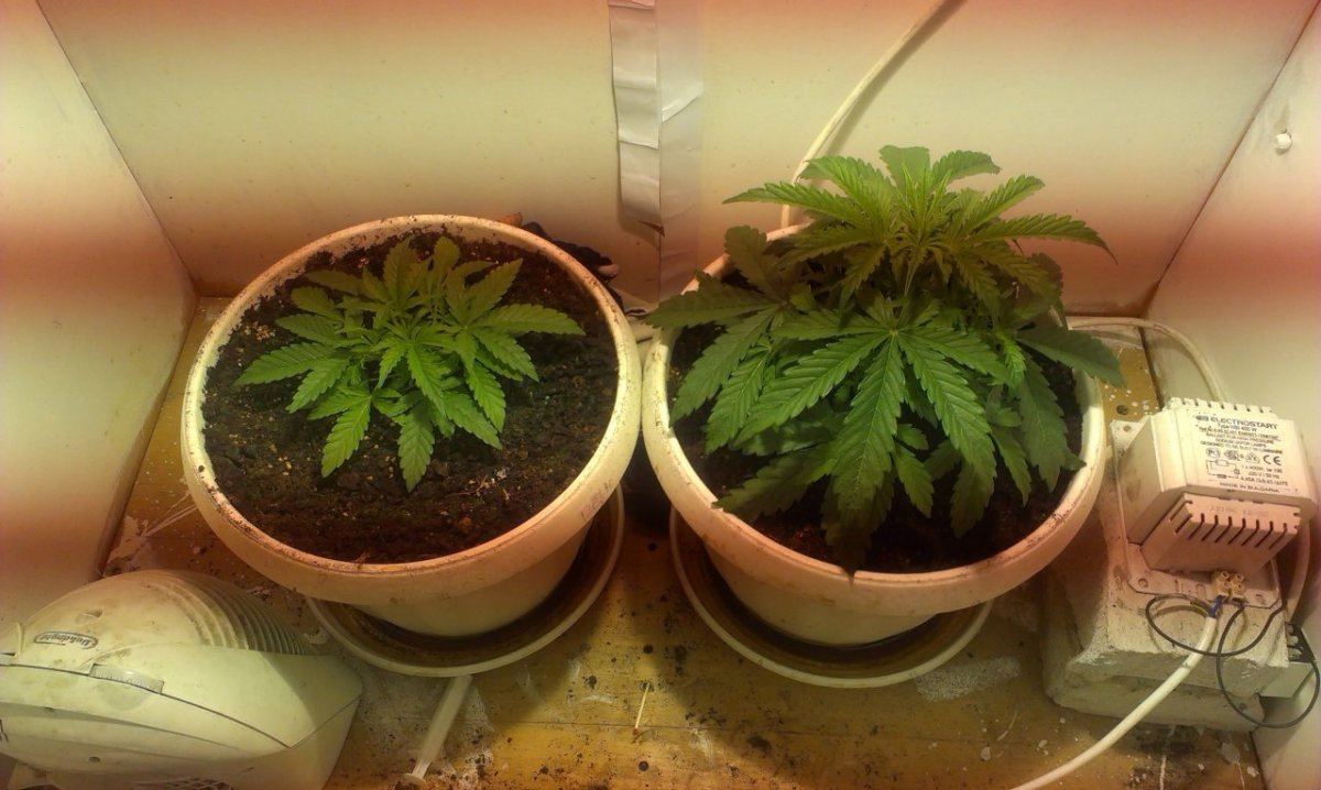 Big devil2 vs big devil xl 4