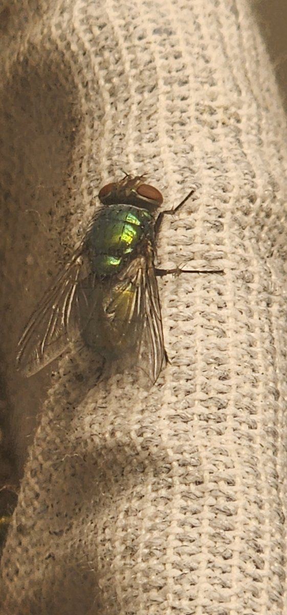 big flies on my plants - THCFarmer