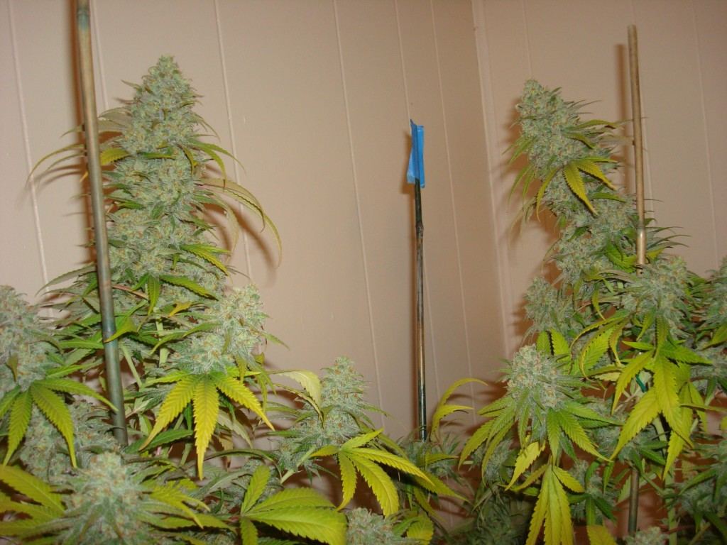 Big GC 2