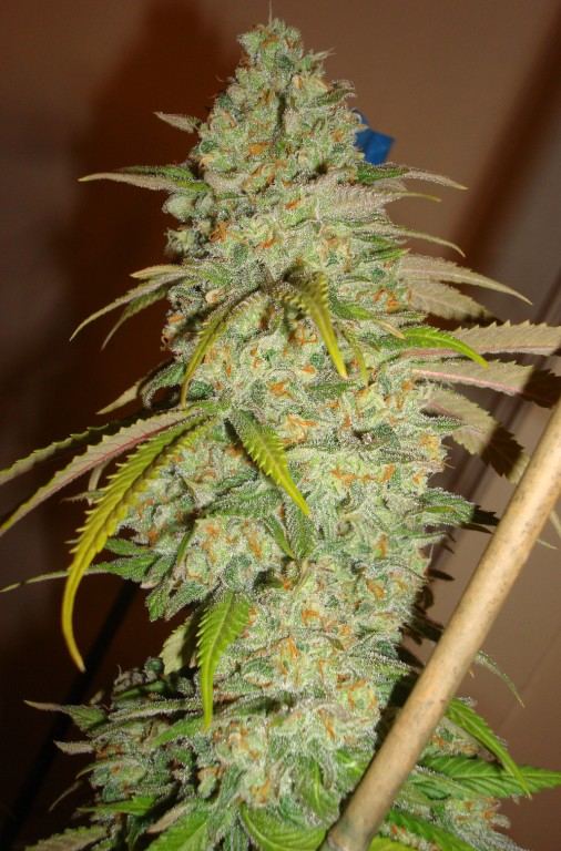 Big GC 3