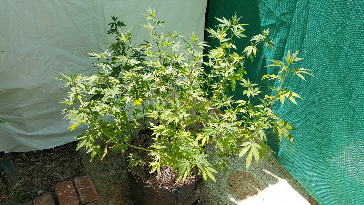 Big GG4