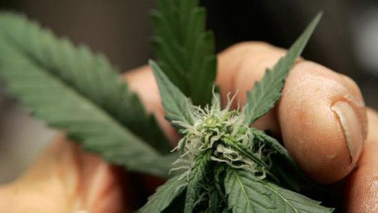 Big isle vote could lessen marijuana enforcement