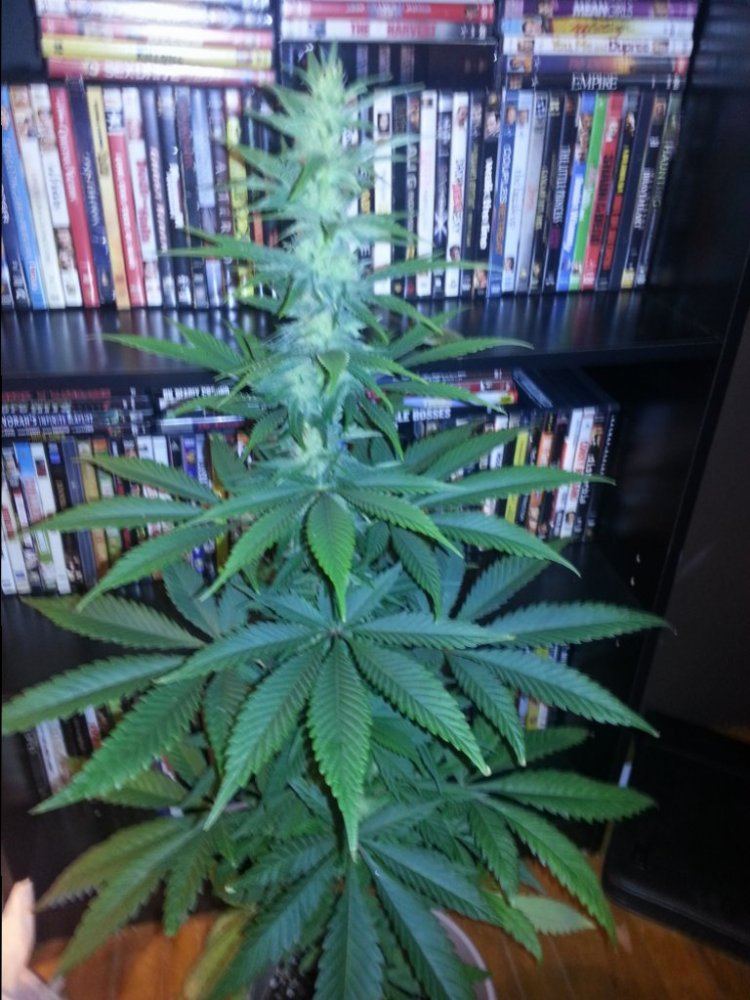 Big jays bud cave 4