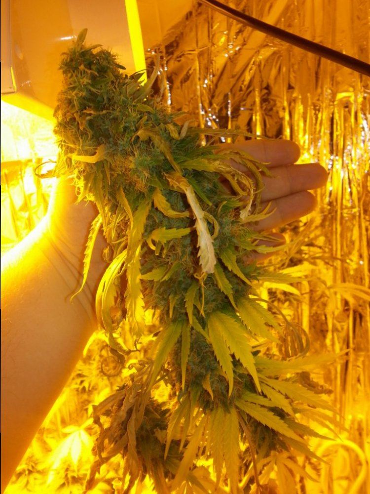 Big jays bud cave 5
