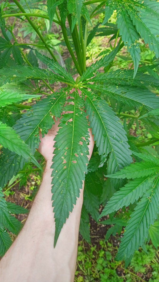Big leaf