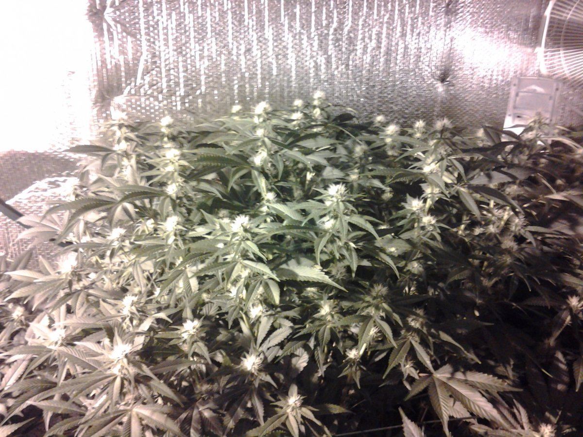 Big mama day 24