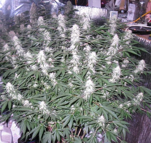 Big mk 