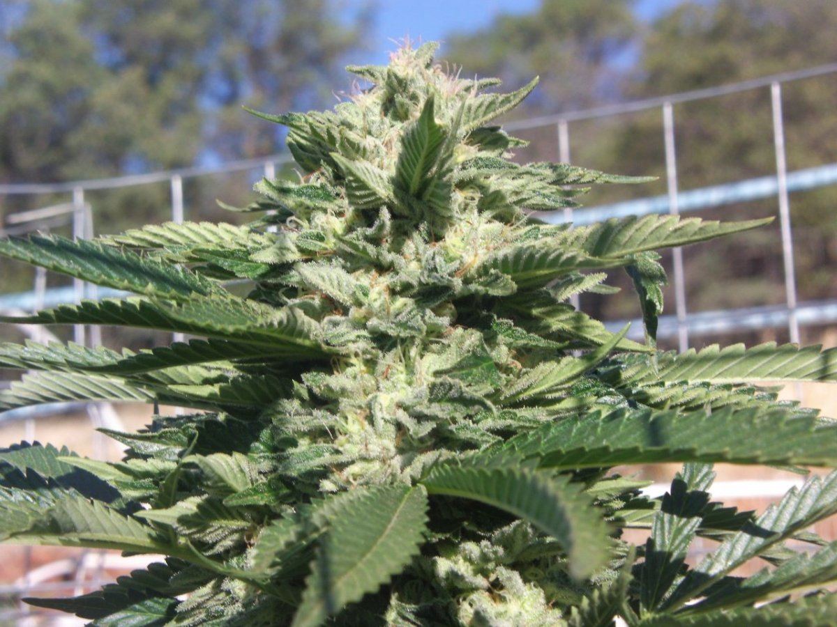 Big nug