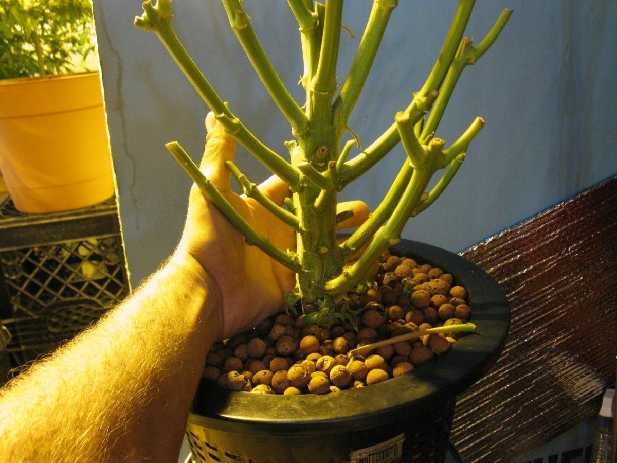 Big stalk