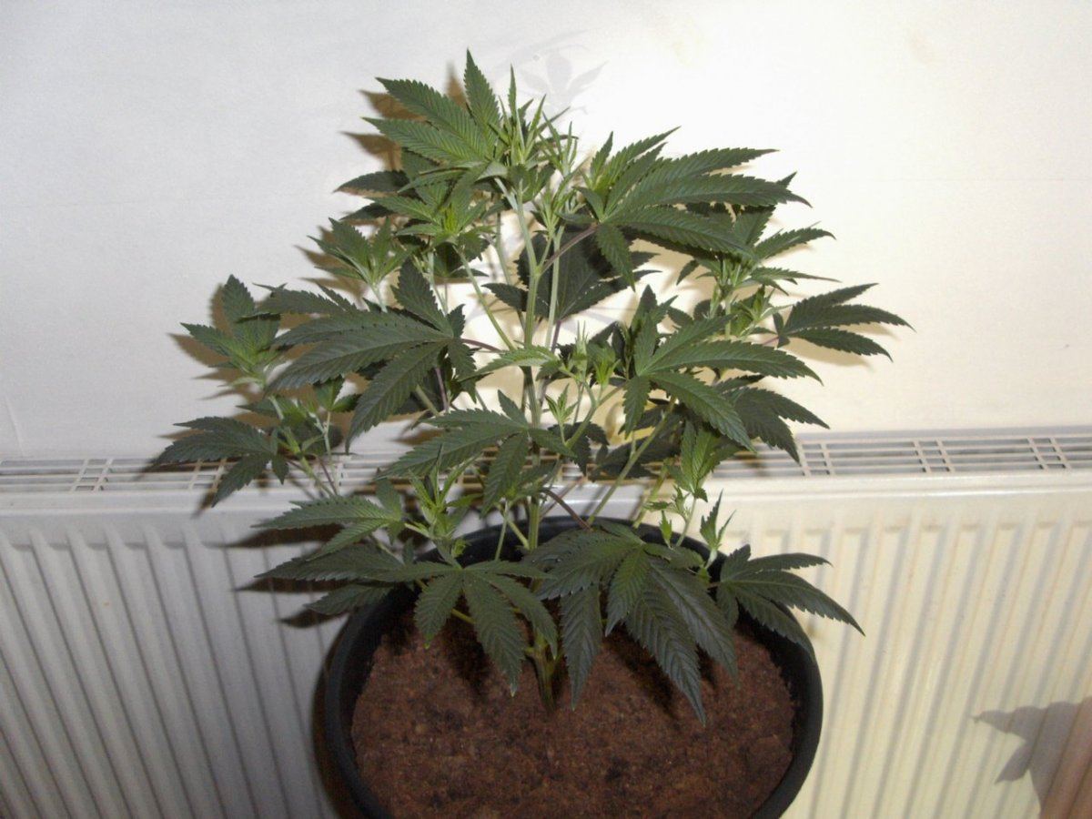 Big tent plant shots 024
