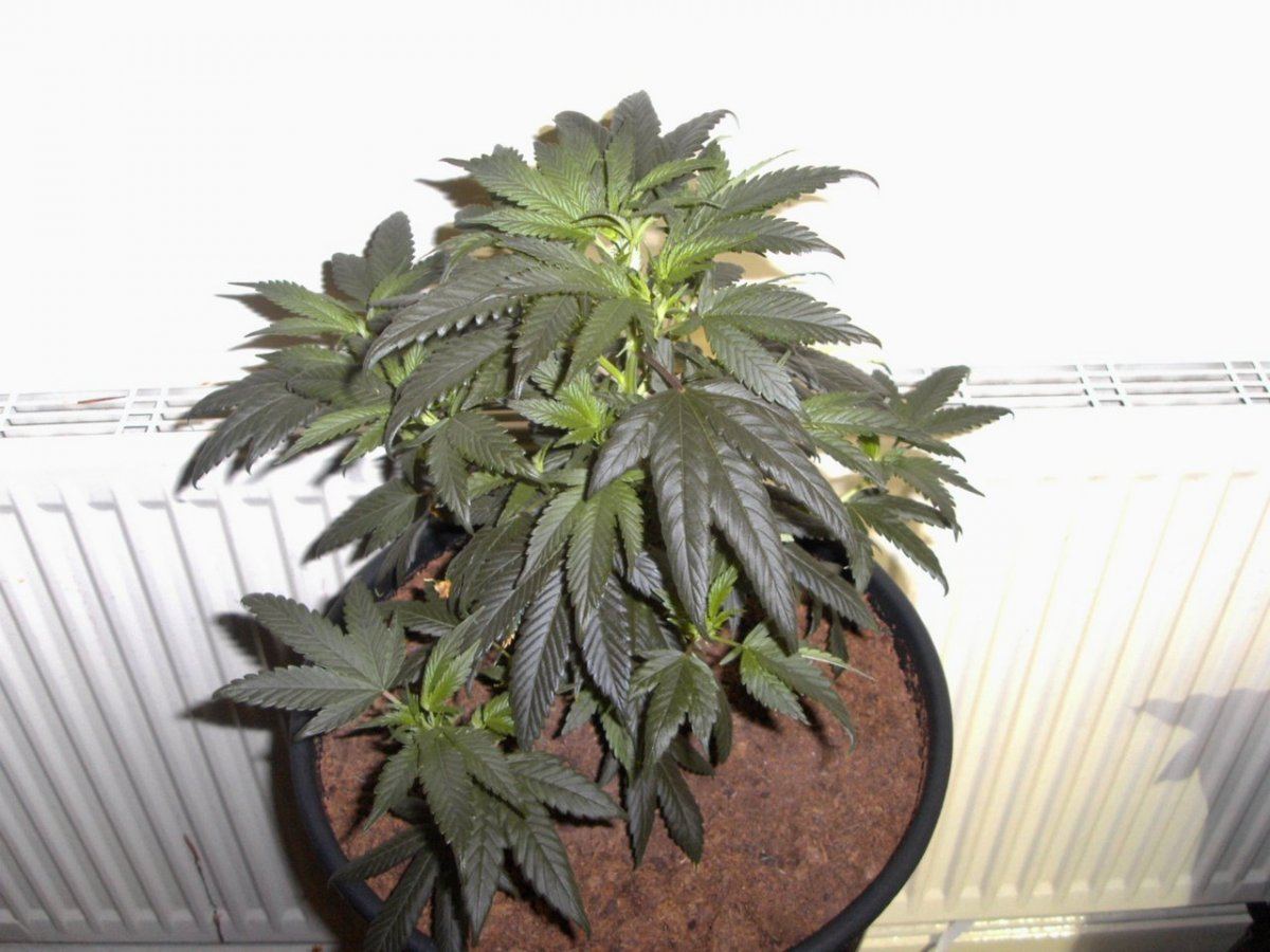 Big tent plant shots 026