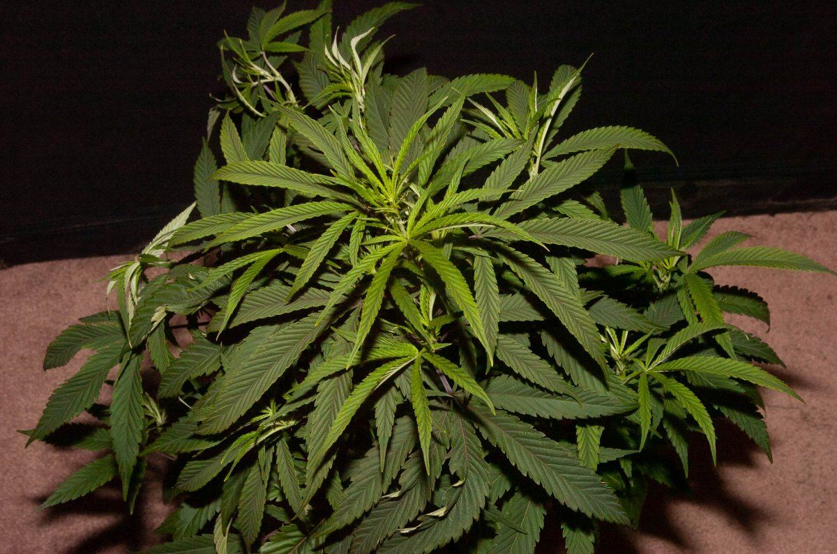 Big veg JO 2