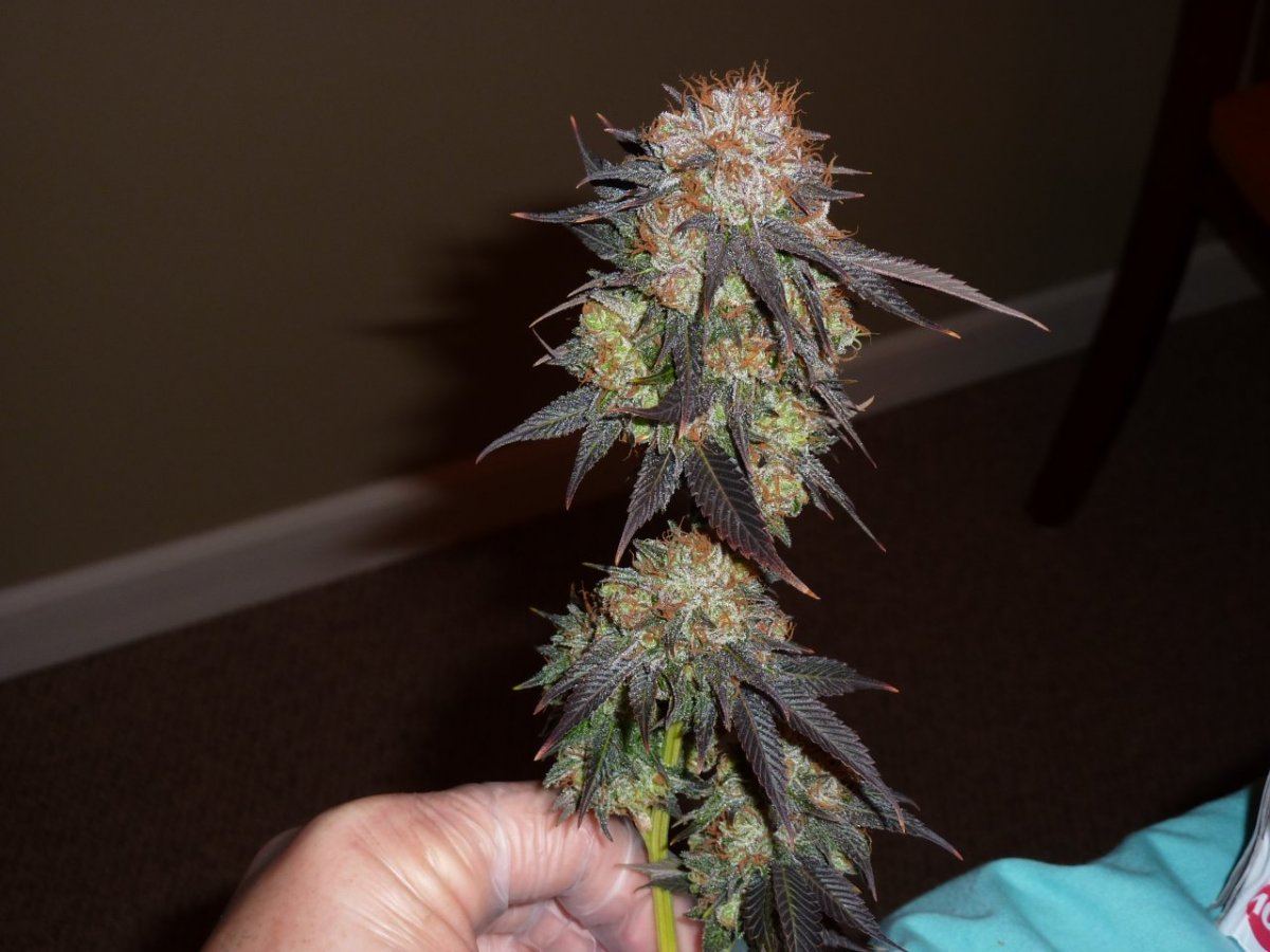 Bigbillsblackwater4