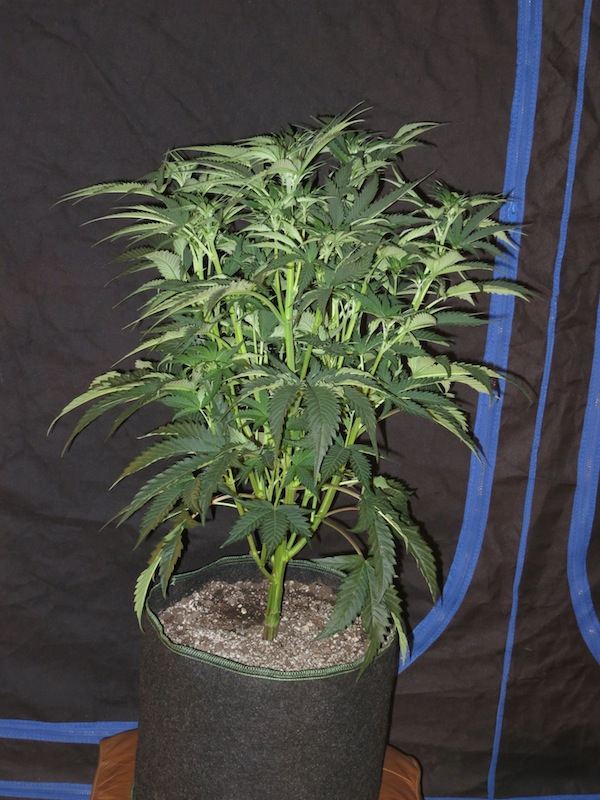 BIGBUBBA sf