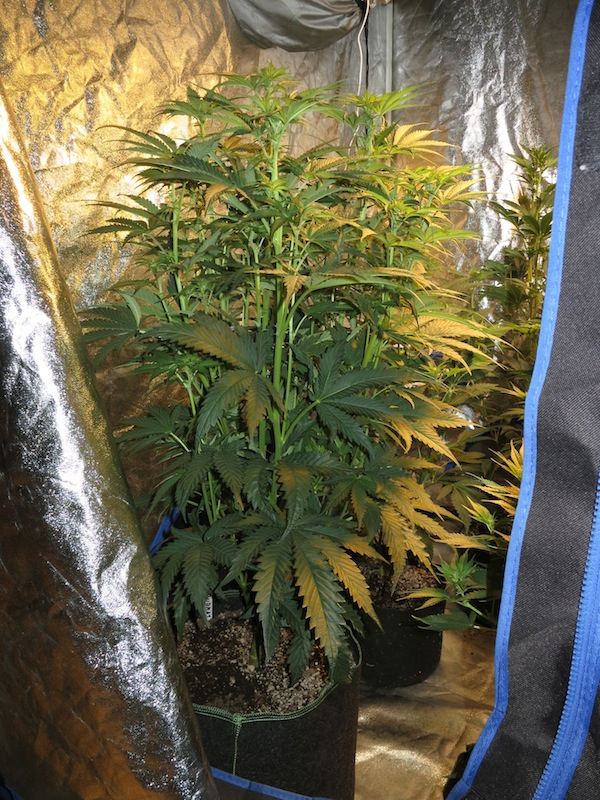 BIGBUBBA sf