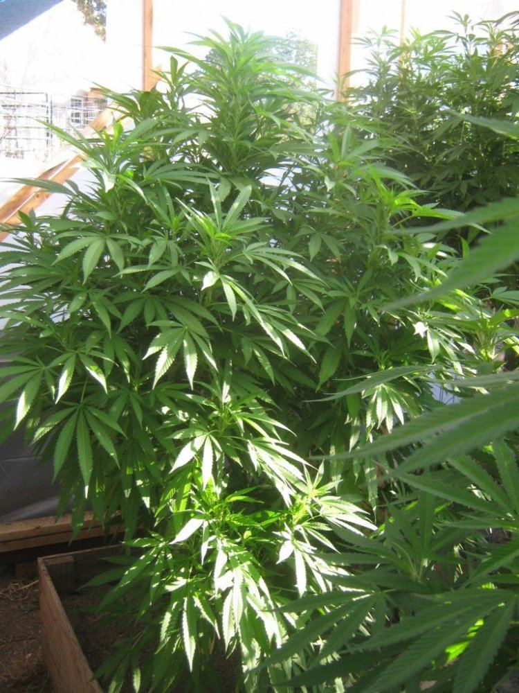 Bigbubba714