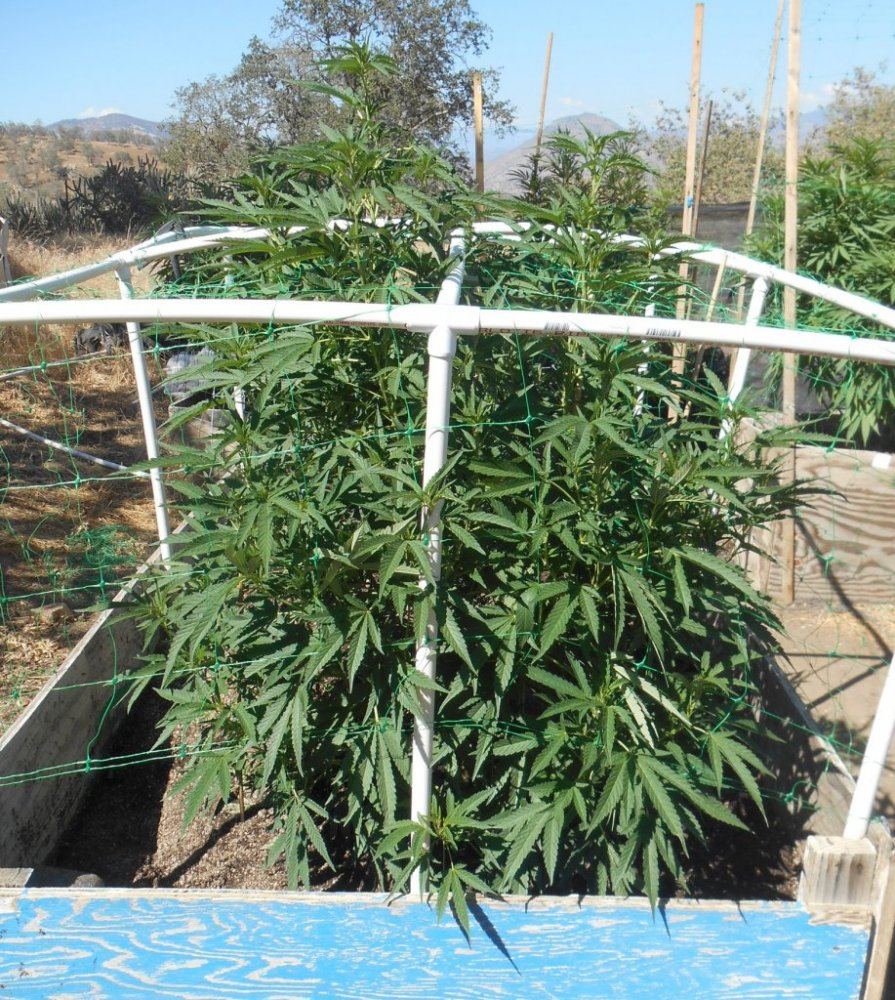 Bigbubba722