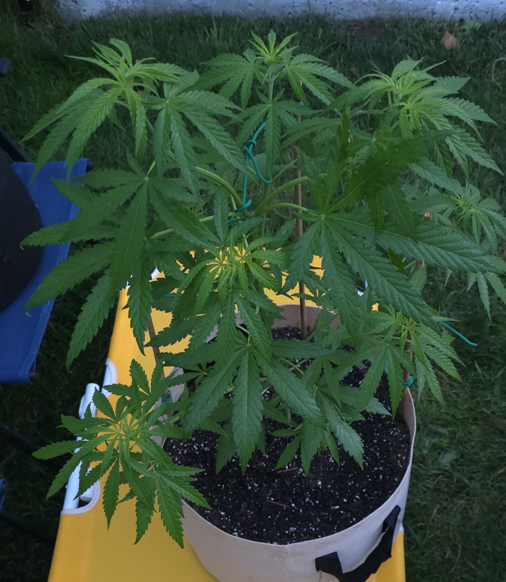 Bigbud1