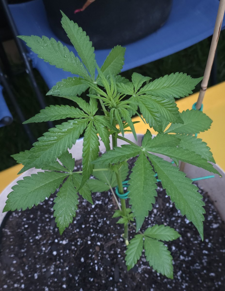Bigbud2