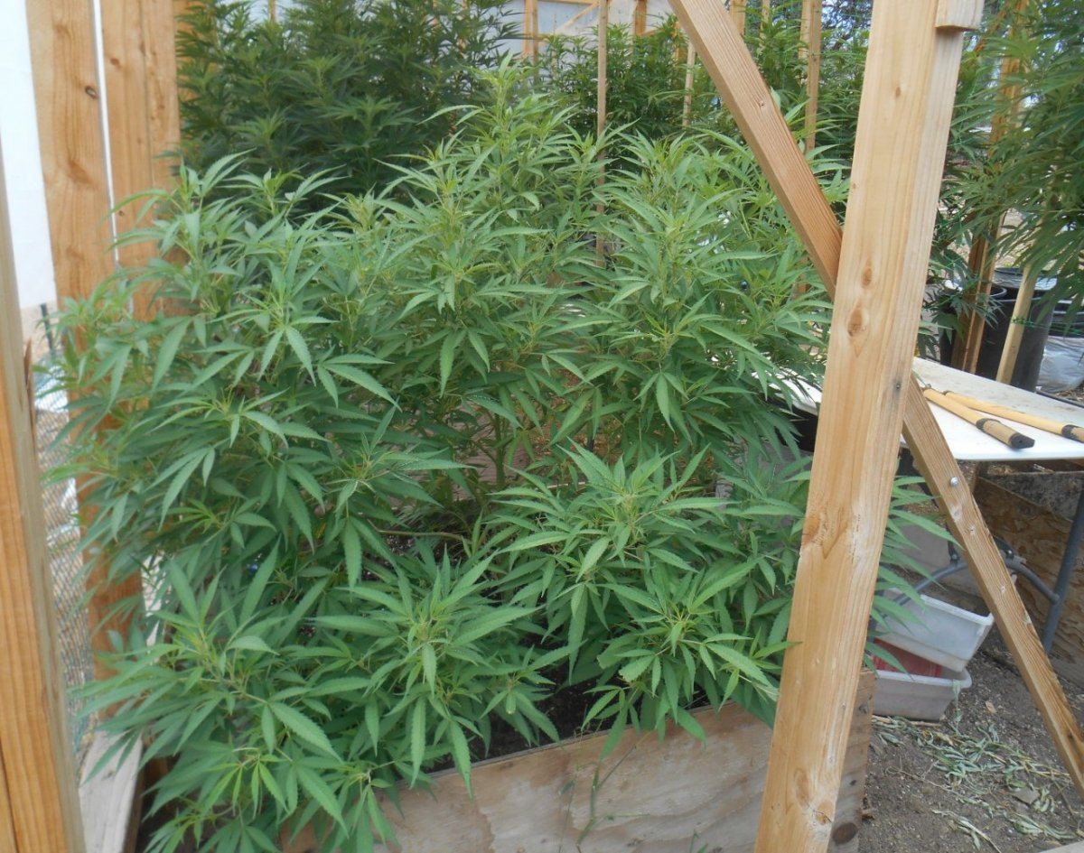 BigBud720