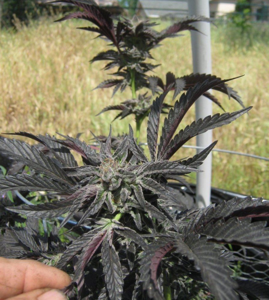 Bigcookbud425