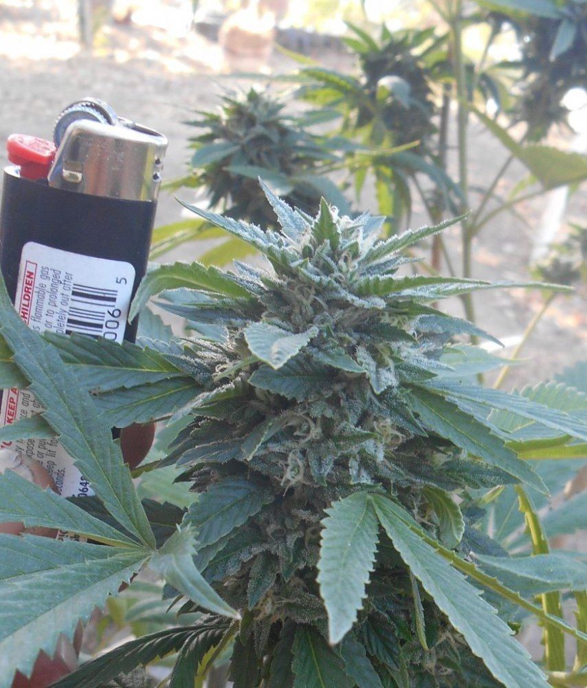 Bigelighter830