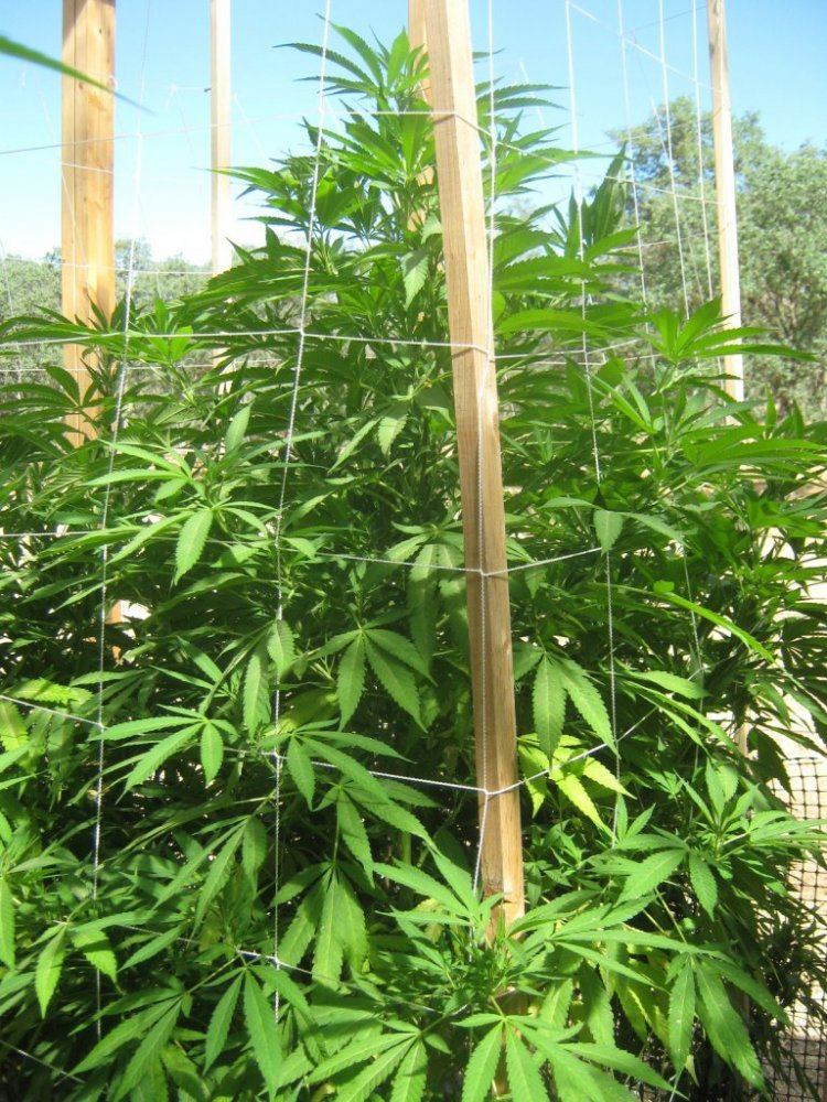 Bigestbubba618