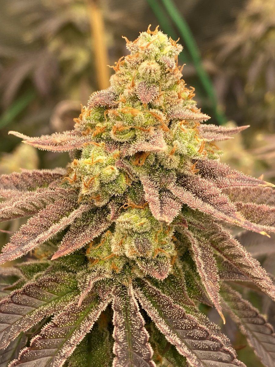 Bigfoot Glue D58