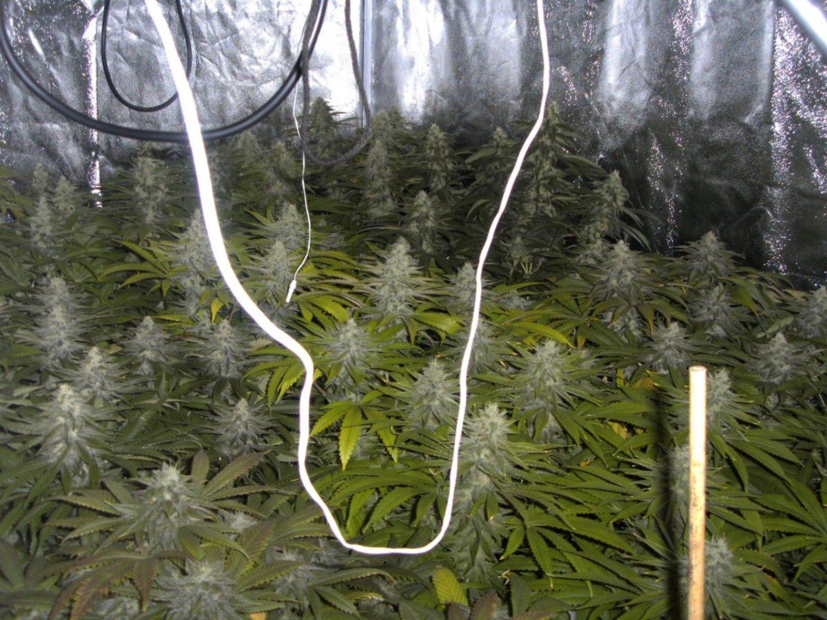 Bigger tent 001