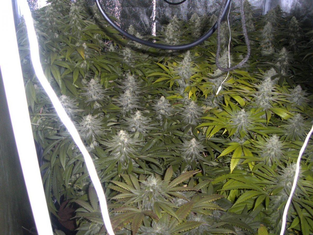 Bigger tent 002