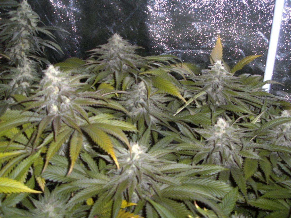 Bigger tent 003
