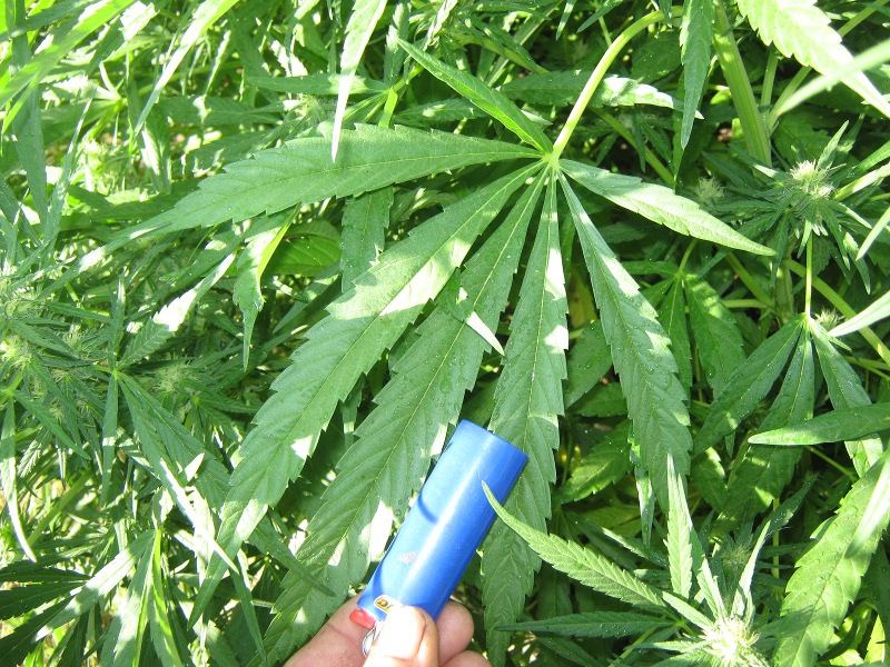 Bigleaf