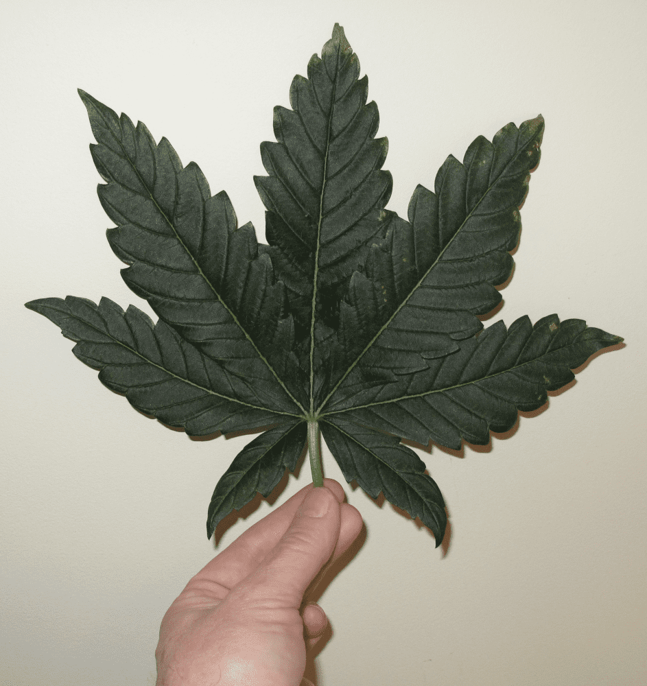 Bigleaf1   Copy
