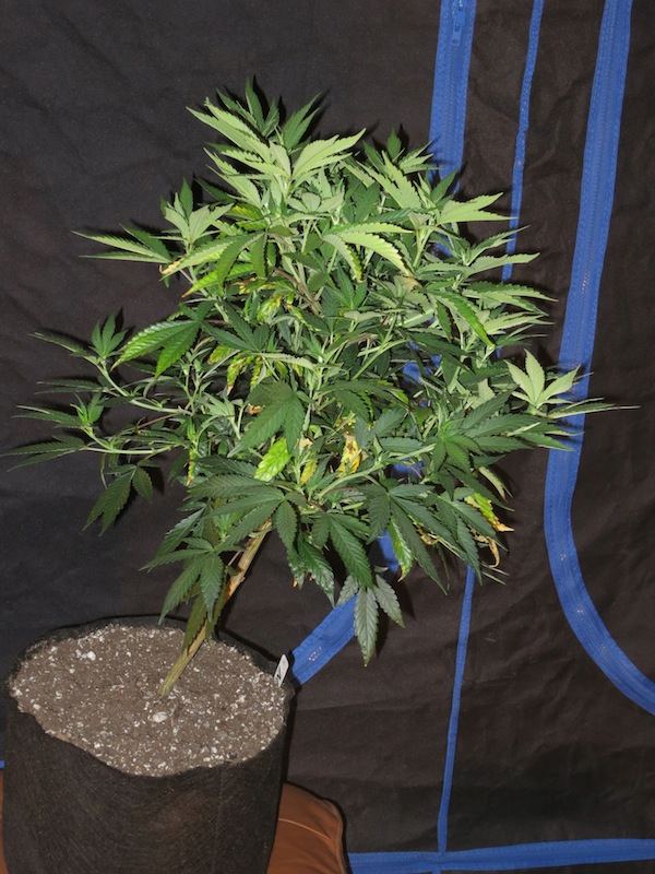 BIGNL sf