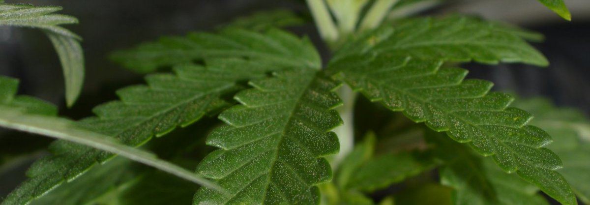 Bigpicseedlfrost
