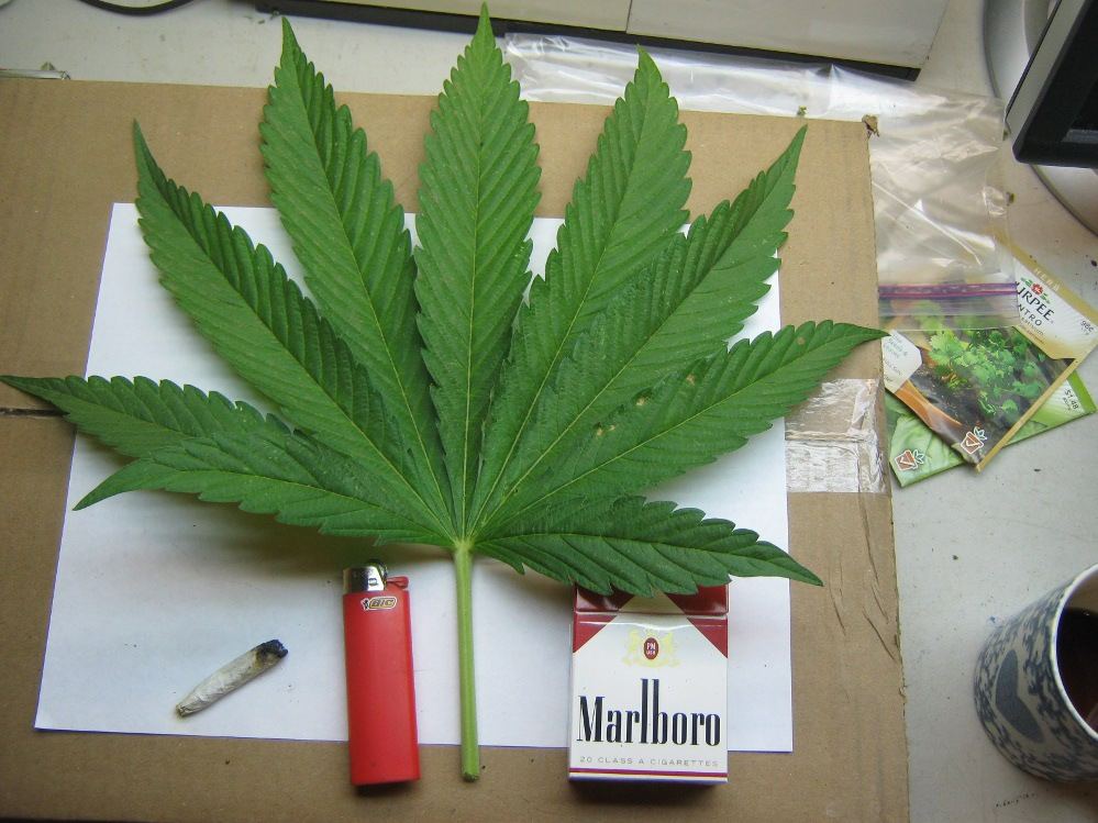 Bigrockcandyleaf