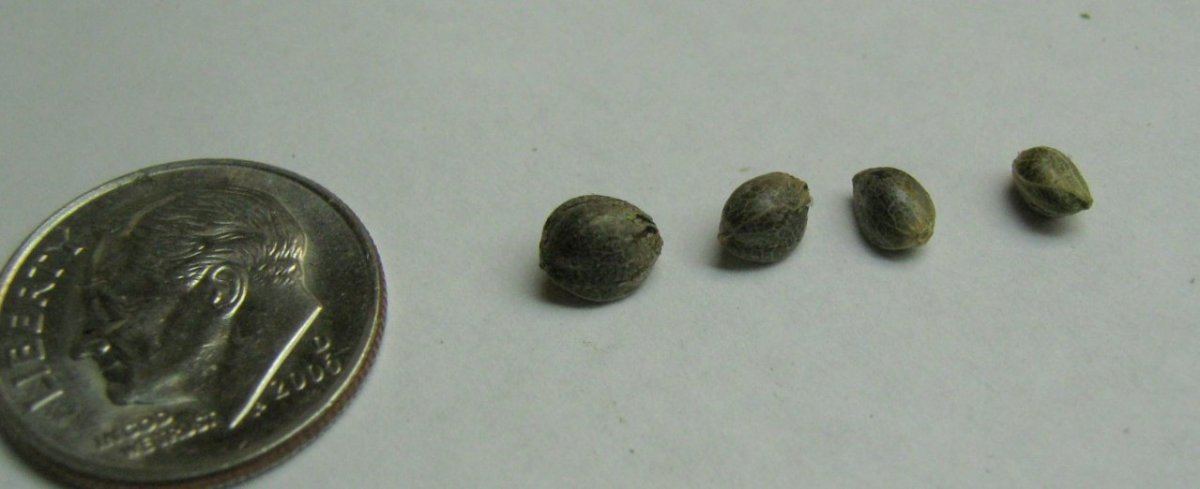 Bigseed3