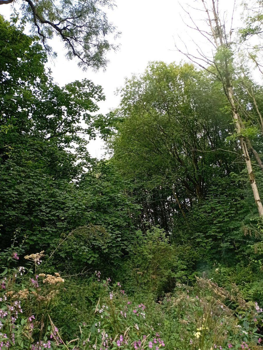 Bigtrees