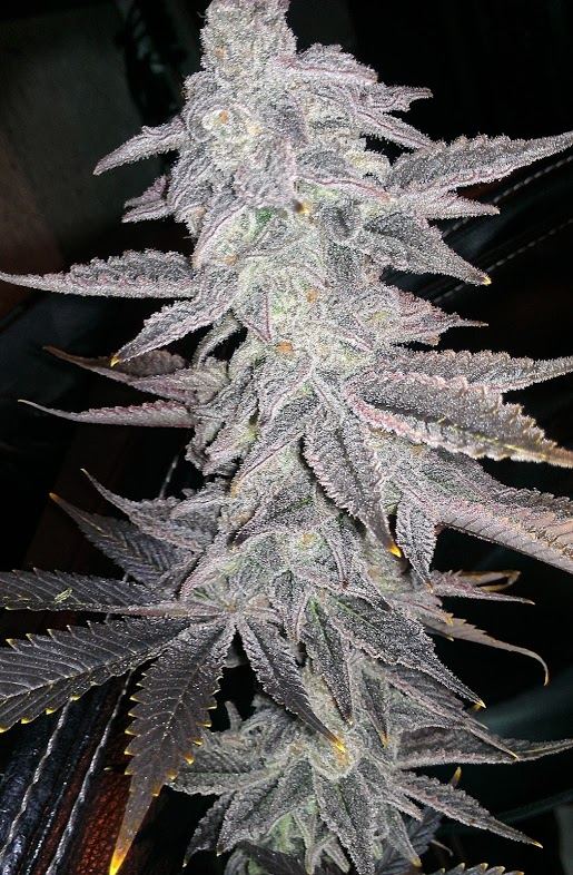Bigwreck