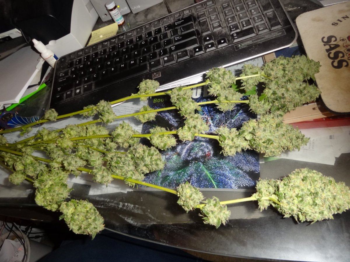 Biker kush 001