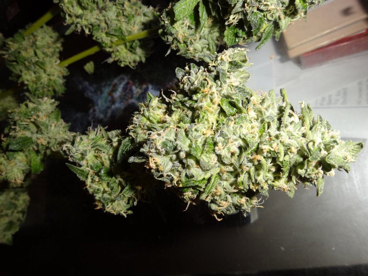 Biker kush 004