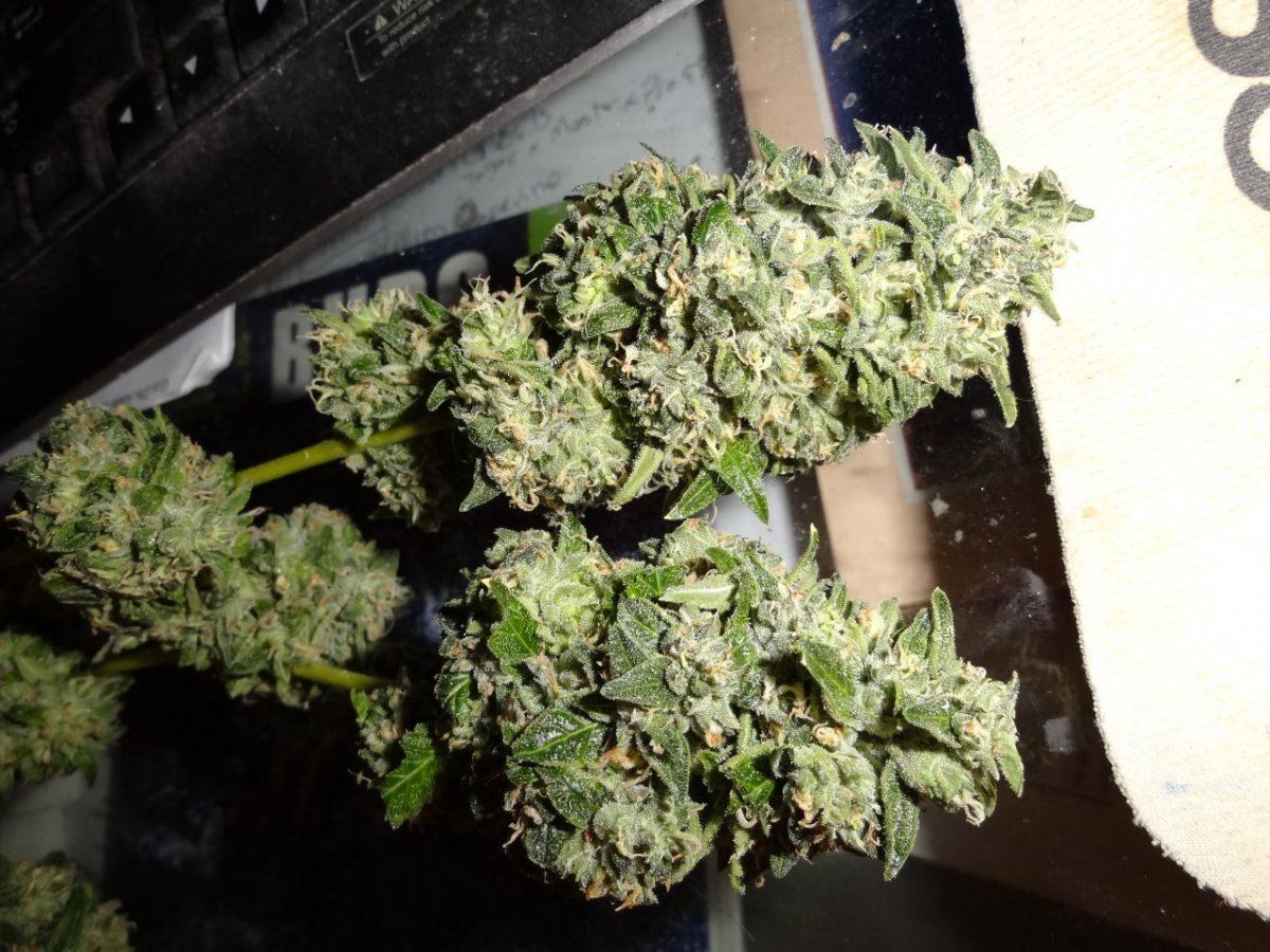 Biker kush 005