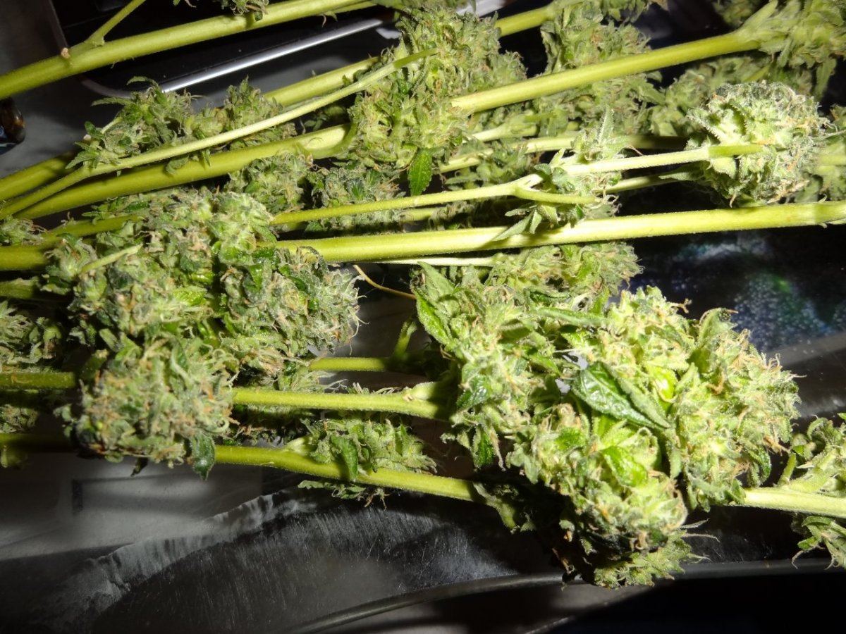 Biker kush 006