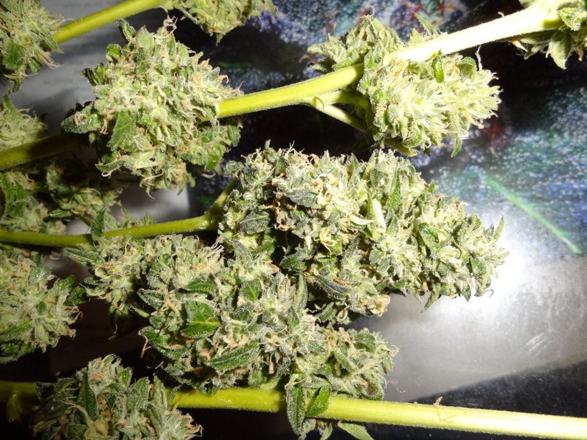 Biker kush 007