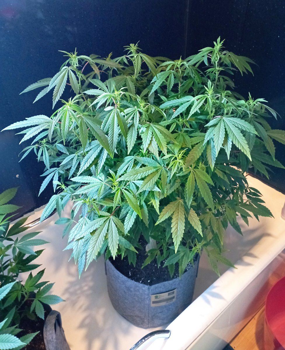 Biker lem week 1 f