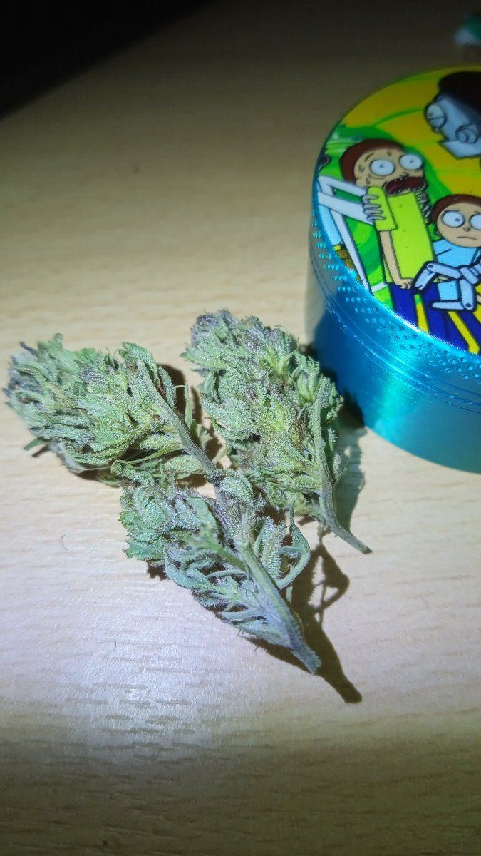Bikerog