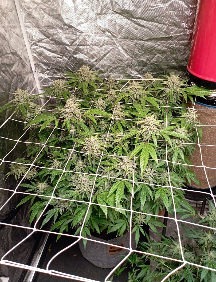Bikerplant