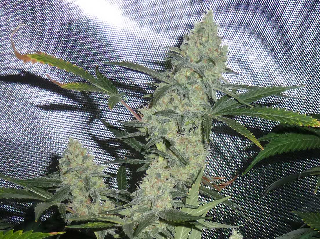 Bilbo40